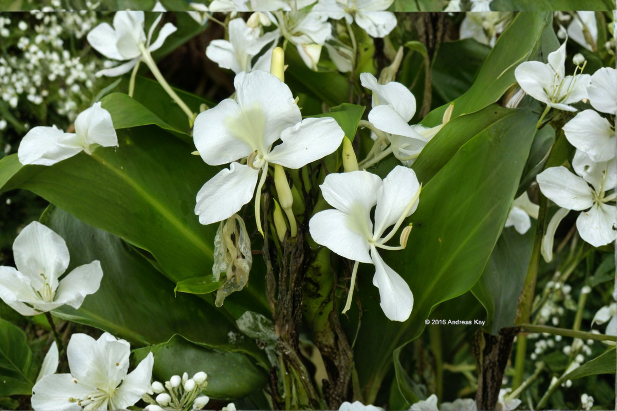 White Ginger Lily Live Plant - Butterfly Ginger Perennial Flowering Hedychium Coronarium
