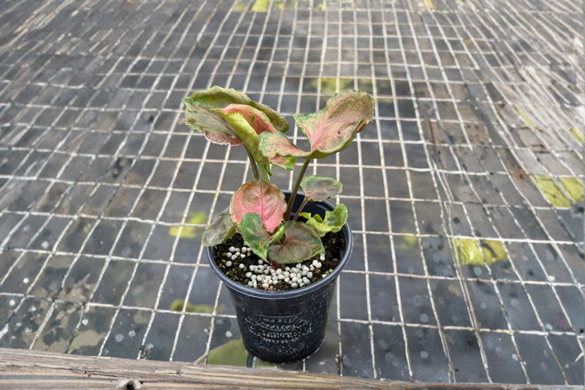 Syngonium Strawberry Ice Live Plant Rare Arrowhead Tropical Indoor Houseplant Rooted Starter Plant Gift