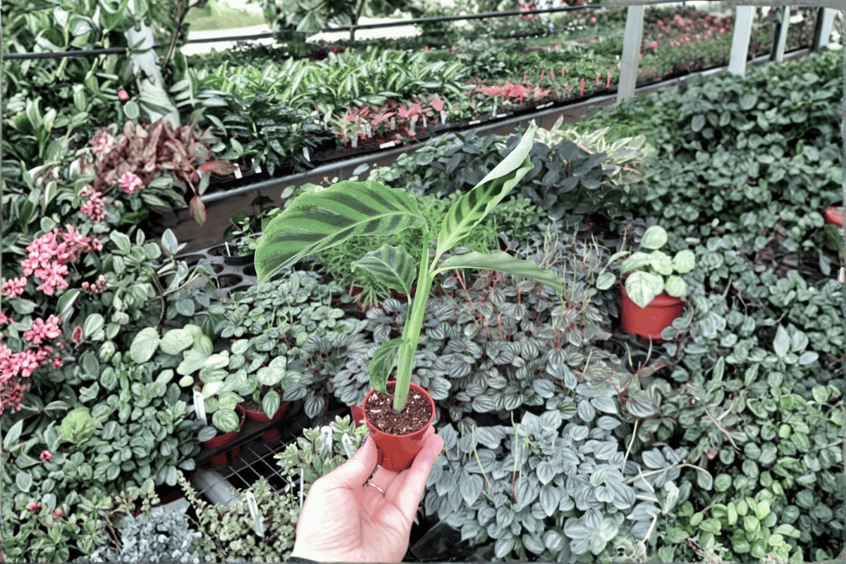 Calathea Zebrina 2 Live Starter Plants – 2-Inch Size – Goeppertia zebrina
