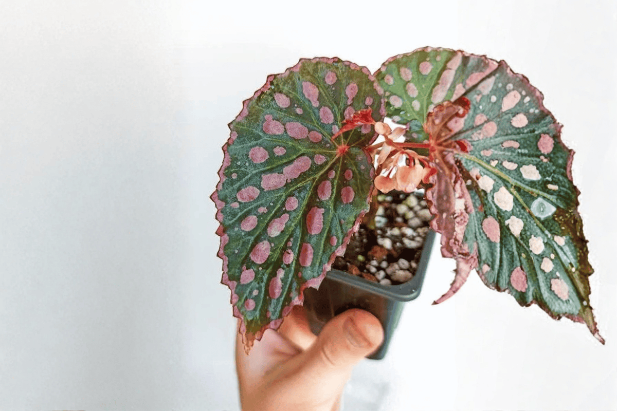 2 Begonia negrosensis × chlorosticta Tissue Culture Plants – Rare Tropical Houseplants