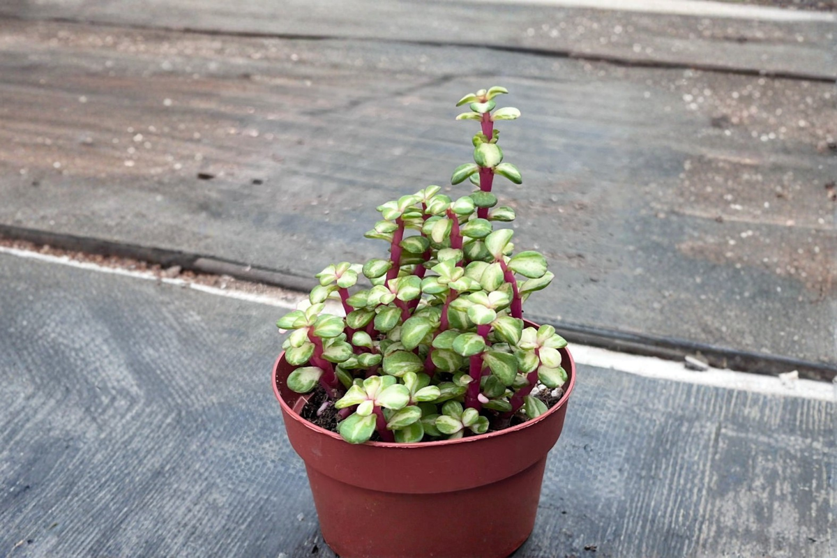 Variegated Elephant Bush Live Plant Portulacaria Afra Succulent Pet Safe Indoor Outdoor Houseplant Gift