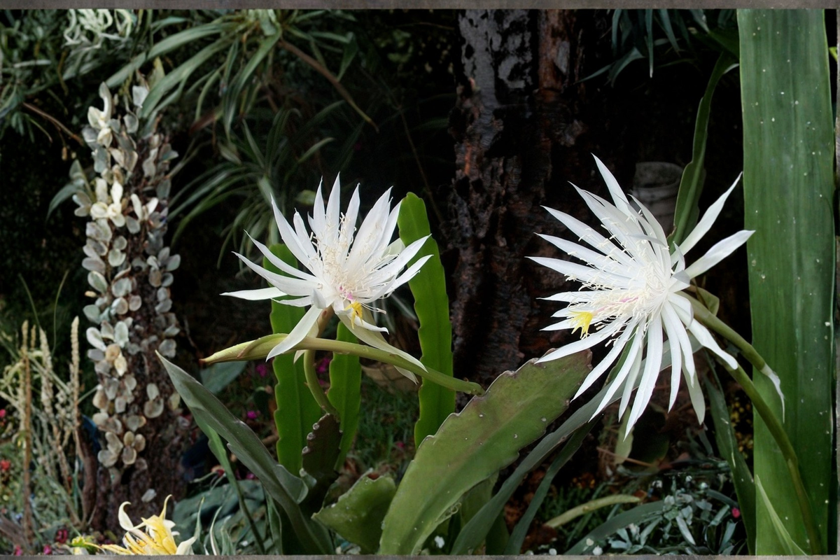 Night Blooming Cereus Live Cactus Plant - White Flower, 4 Inch Pot, Tropical Houseplant