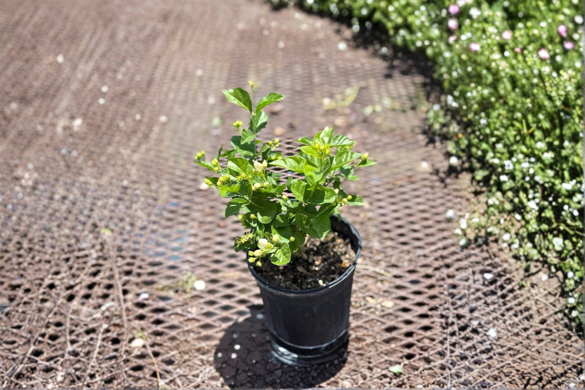 Arabian Jasmine Live Plant, 1 Gallon Sambac Jasmine, Fragrant White Flowers, Indoor Outdoor Tropical Flowering Plant
