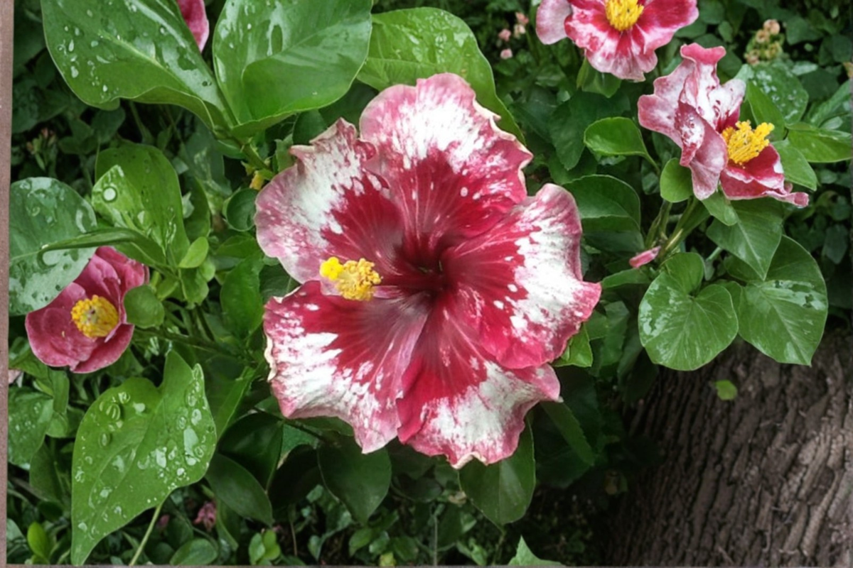 White and Red Giant Hibiscus Seeds – Tropical Flowering Ornamental Plant for Indoor & Outdoor Gardens