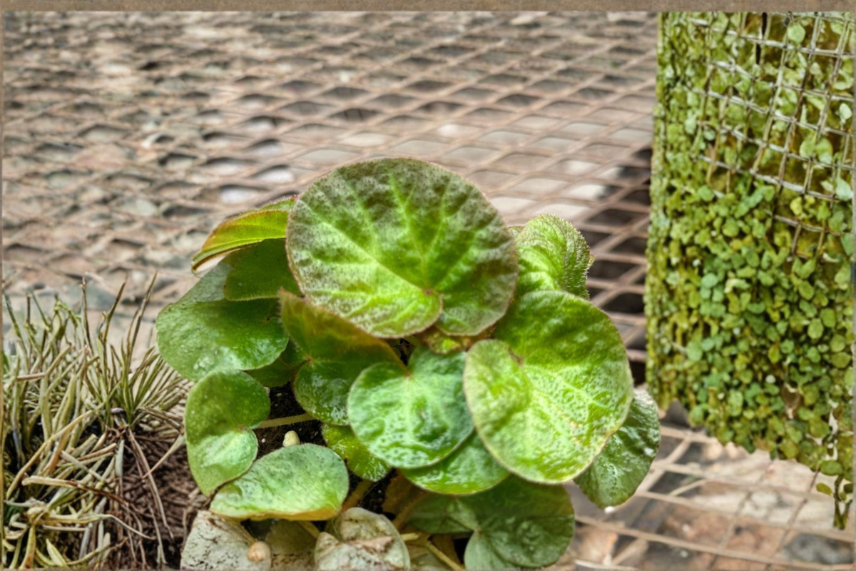 Begonia Manuas Live Plant, 4 Inch Rex Begonia, Red and Green Tropical Houseplant, Indoor Decorative Foliage