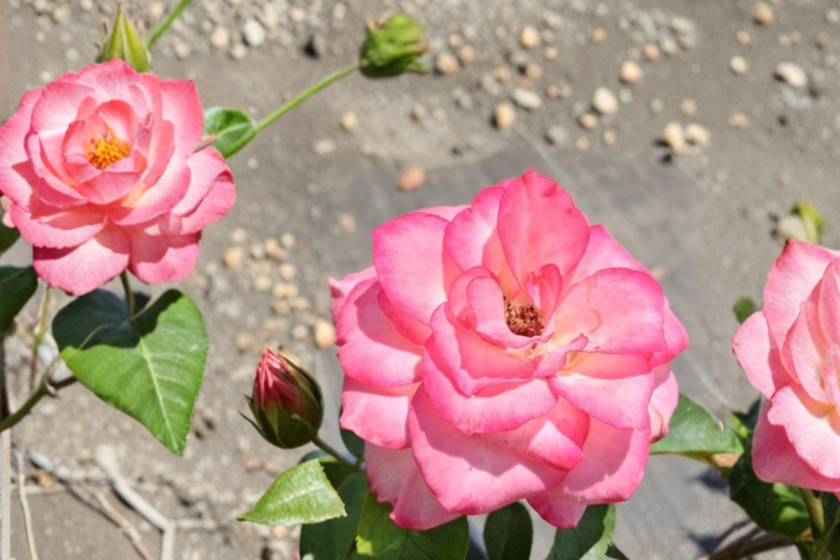 Nichole Floribunda Rose 2 Gal Live Plant White Pink Everblooming Bush Garden Shrub Outdoor Rose Rosa spp.