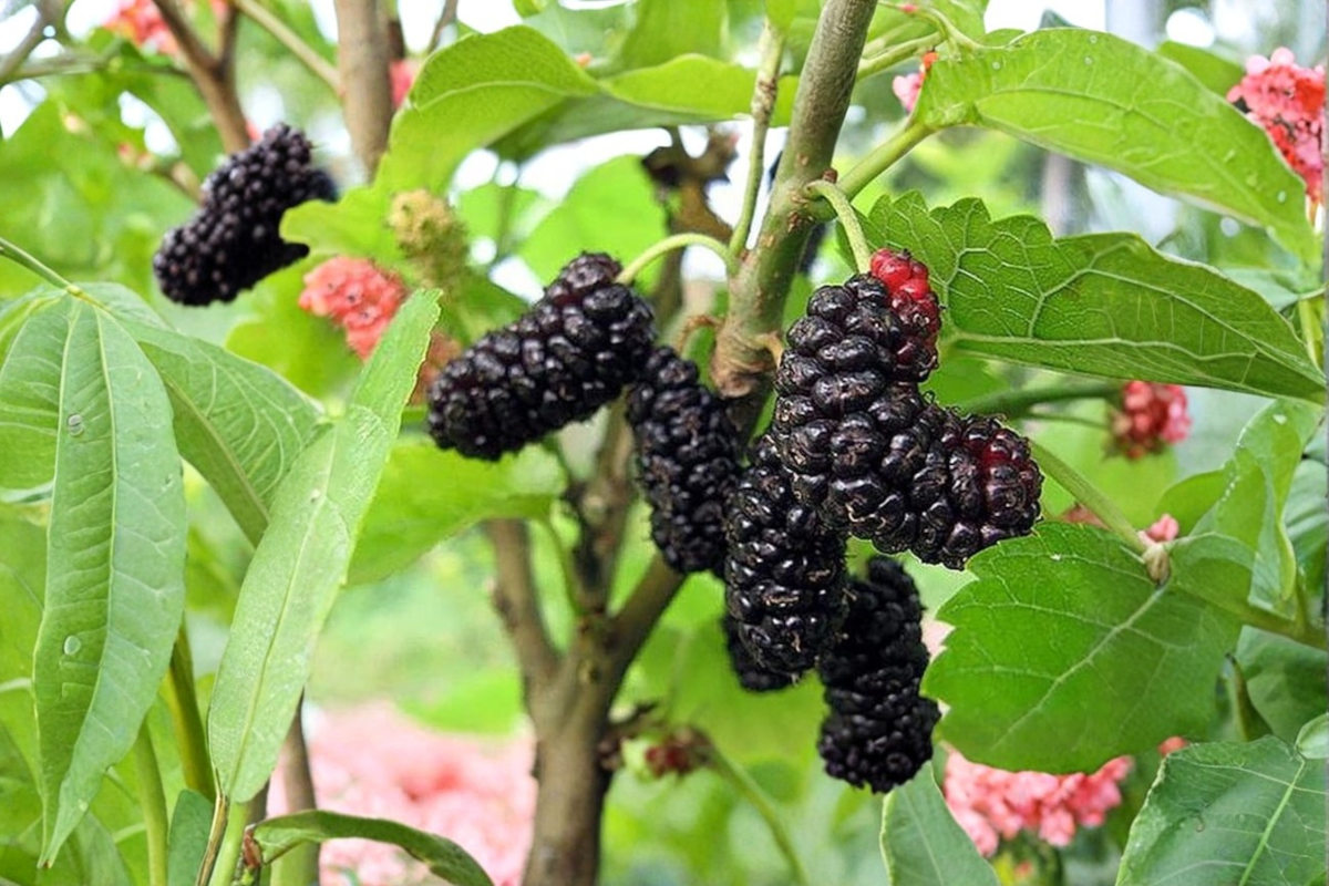 Illinois Everbearing Mulberry Tree Live Plant 1 Gallon Pot 3-4 ft tall, Fruit Bearing Size Sweet Berry Tree Backyard Orchard Plant