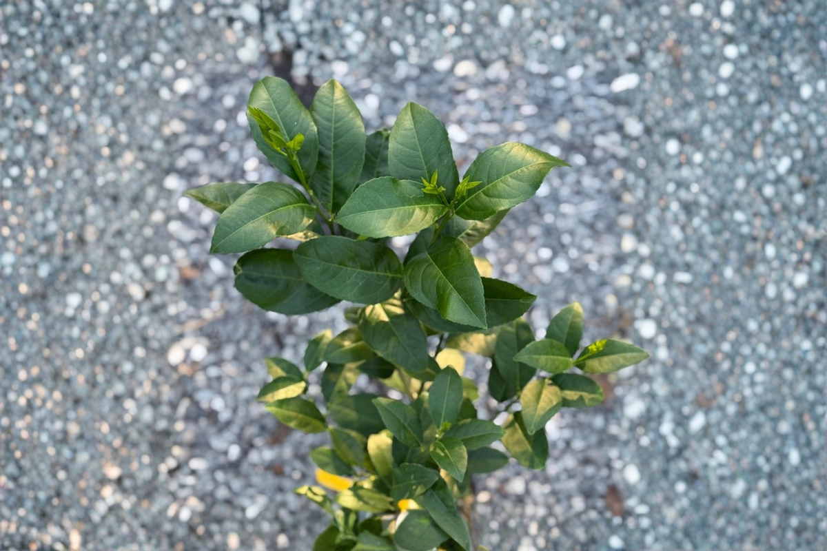 Grafted Persian Lime Tree Live Plant | 5-Inch Pot Citrus Fruit Tree | Edible Garden, Indoor & Outdoor