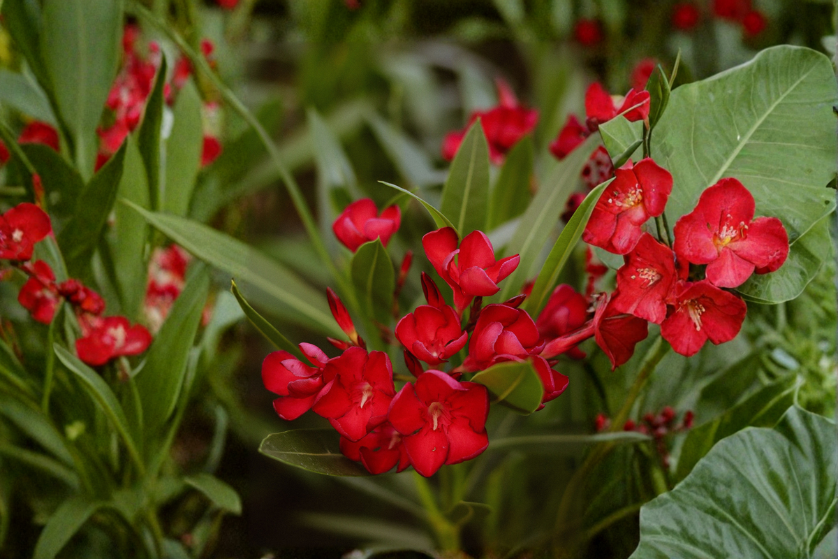 Red Oleander Live Plant in 4 Inch Starter Pot - Nerium oleander