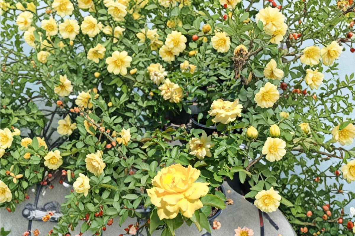 Gold Glow Hybrid Tea Rose Plant 3 Gal – Fragrant Yellow Blooming Rose Bush for Garden Landscape Outdoor