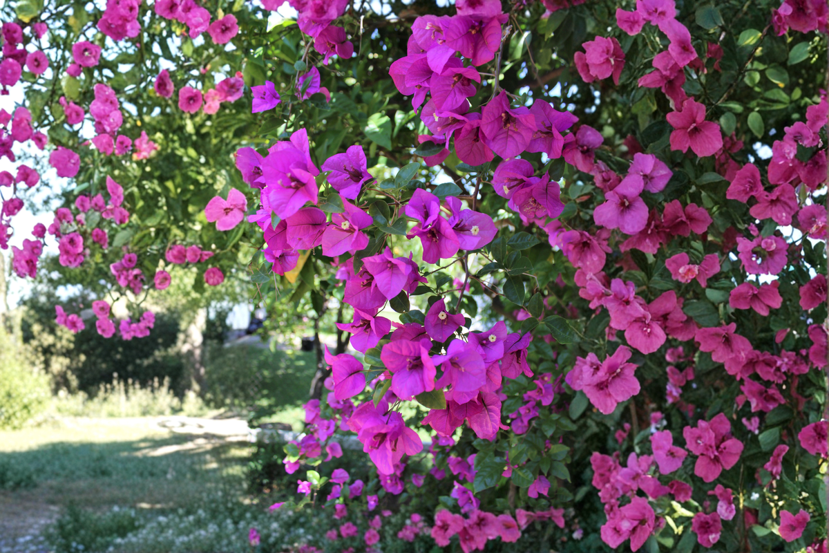 Royal Purple Bougainvillea Live Plant in 3-Inch Pot – Bougainvillea spp.