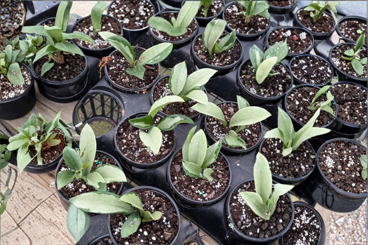Hoya Silver Moon Live Plant 4 Inch Pot Variegated Foliage Indoor Houseplant Rare Wax Plant