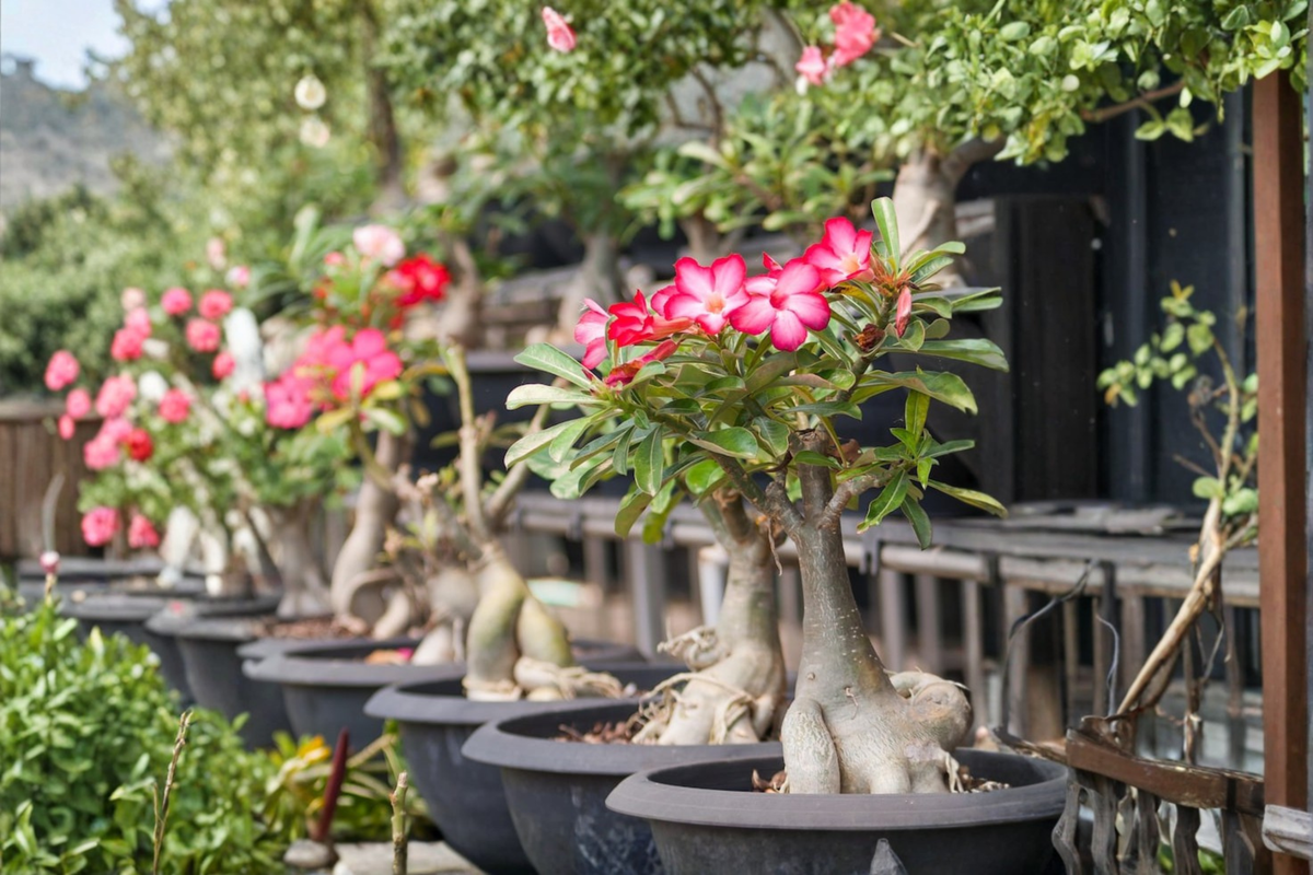 Desert Rose Succulent Plant 4-Inch Pot Adenium Obesum Indoor Outdoor Caudex Flowering