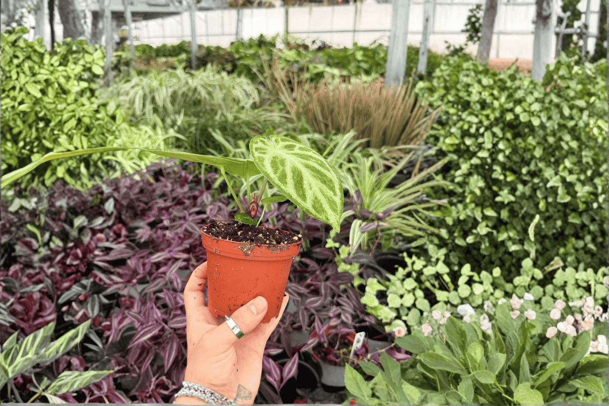 Anthurium Silver x Ferrari 2 Exact Live Plants – 4-Inch Pots – Anthurium Hybrid