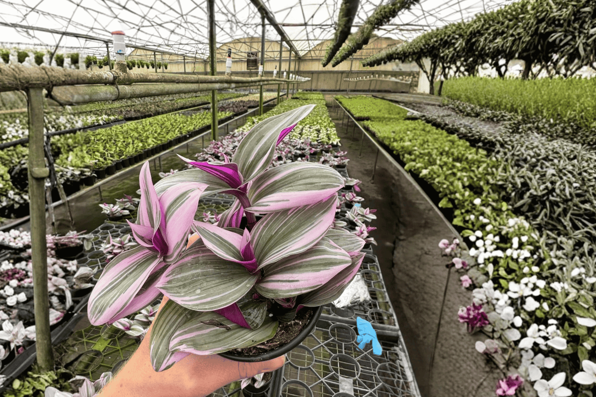 Tradescantia Nanouk 2 Live Plants – 4-Inch Pots – Tradescantia ‘Nanouk’