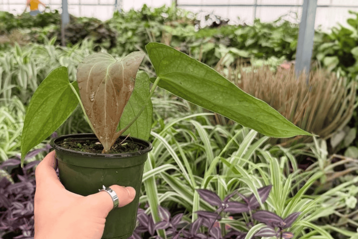 Anthurium Red Sinus x Hulk 2 Exact Live Plants – 4-Inch Pots