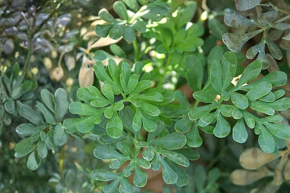 Rue Live Starter Clump – Multiple Seedlings Ready to Transplant – Ruta graveolens