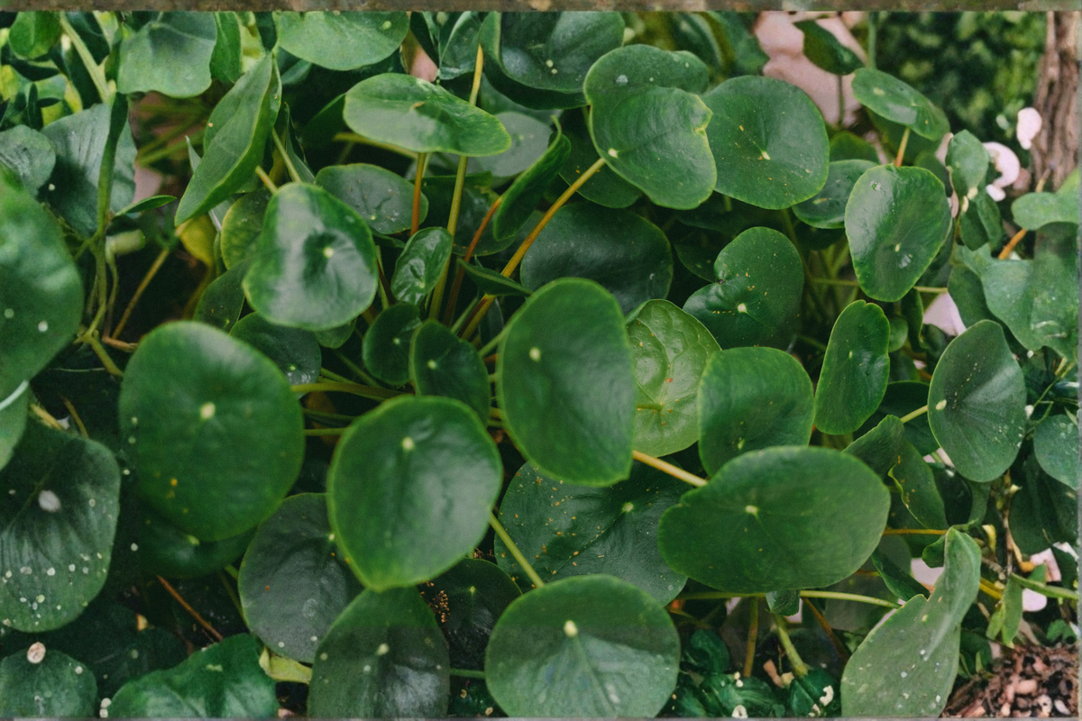Chinese Money Plant Live Houseplant in 4-Inch Pot – Pilea peperomioides