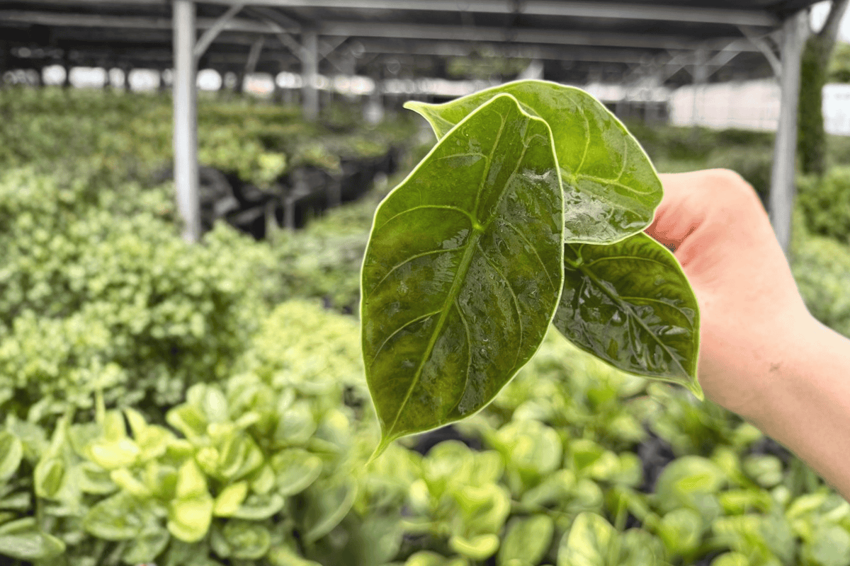 2 Alocasia zebrina Starter Plants in 2-Inch Pots – Alocasia zebrina