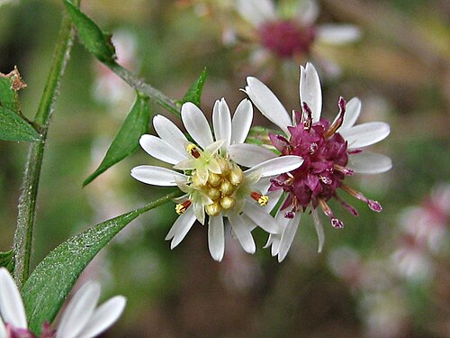 Symphyotrichum lateriflorum Seeds | Calico Aster | Native Perennial Wildflower for Pollinator Gardens
