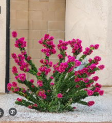 Torch Glow Bougainvillea Live Starter Plant - Ornamental Vining Shrub, Colorful Bracts, Bougainvillea ‘Torch Glow’