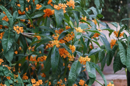Apricot Echo Sweet Olive Rooted Starter Plant Osmanthus fragrans Fragrant Evergreen Shrub for Garden or Container