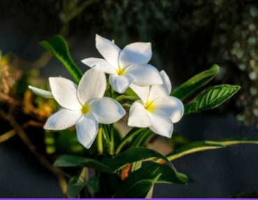 Unrooted Plumeria pudica Cuttings – White Flowering Butterfly Plumeria, 4-6 Inch Lot of 2