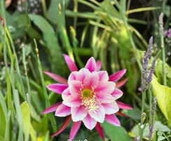 Purple Epiphyllum Cuttings - Trailing Orchid Cactus Live Stems for Propagation, Indoor & Hanging Baskets, Perennial, Epiphyllum spp.