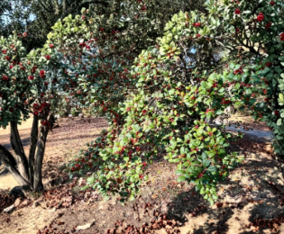 American Holly Cuttings, Ilex opaca, Native Evergreen Tree for Privacy Screen, Unrooted Propagation Cuttings