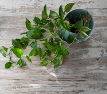 Golden Pothos Live Rooted Cuttings – Variegated Green and Gold Houseplant, Epipremnum aureum, Indoor Trailing Climbing Plant