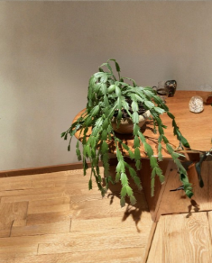 Pink Fuchsia Thanksgiving Cactus Cuttings 3 Pack | Schlumbergera truncata Unrooted Tropical Cactus for Indoor Growing
