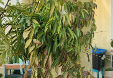Hoya Wayetii Live Plant Cutting – Tropical Vining Houseplant, 3+ Nodes, Green with Dark Edges, Unrooted, Indoor Plant Collection
