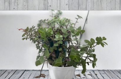Unrooted Callisia repens Cutting Pack - Creeping Inch Plant Trailing Houseplant Propagation Material