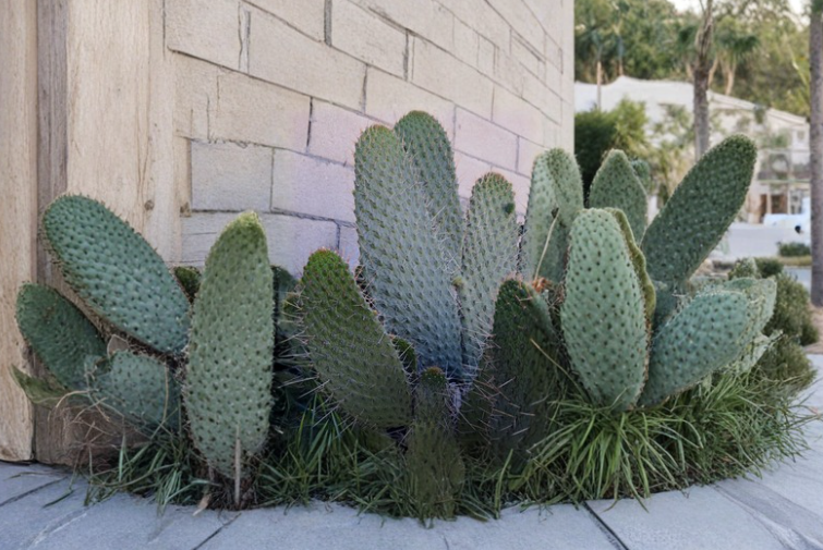 Consolea Moniliformis Unrooted Cactus Cutting – 12 Inch Opuntia-Type Succulent for Propagation & Desert Gardens