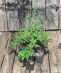 Euphorbia mahabokensis Seed Grown Live Plant Rare Succulent Caudex Drought Tolerant Collector Plant