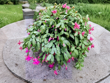 Christmas Cactus Cuttings 15 Segments Schlumbergera Heirloom Holiday Plant for Propagation