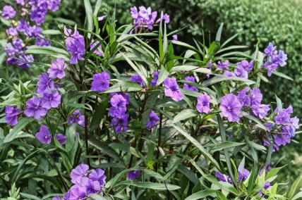 Bare Root Mexican Petunia Plants | Purple Flowering Perennial | Ruellia simplex for Garden & Containers