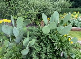 Opuntia humifusa Prickly Pear Cactus Pads 2 Pounds Native Cactus Cuttings for Planting