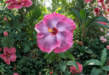 Tahitian Midnight Magic Hibiscus Cuttings – Tropical Flowering Plant, Deep Red Blooms, Hibiscus rosa-sinensis, Garden & Patio