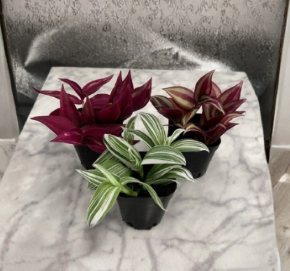 Tradescantia Plant Pack of 3 Live Houseplants in 2-Inch Pots | Zebrina, Albiflora, Burgundy Varieties