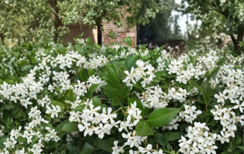 Confederate Star Jasmine Rooted Starter Plant, Trachelospermum jasminoides, Fragrant White Climbing Vine for Garden & Fence