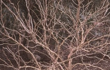 Contorted Mulberry Scion Cuttings 5 Count Cold Hardy Morus Variety for Grafting