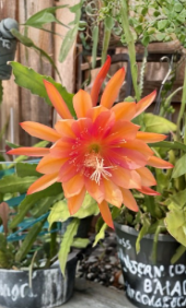 Orange Epiphyllum Orchid Cactus Cutting - V21 NoID Succulent, Trailing Flat Segmented Stem, Bright Orange Blooms, Indoor Container Plant