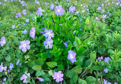 Vinca Major Periwinkle Vine Rooted Cuttings – Purple Flower Groundcover, Trailing Evergreen, Live Plants, 10 Pack
