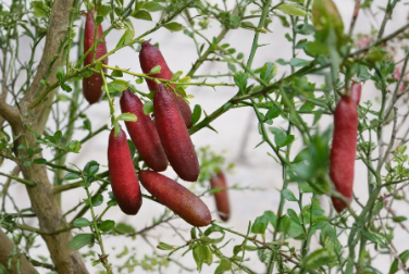 Australian Red Finger Lime Cuttings Set of 5 | Citrus australasica Propagation Unrooted Citrus Tree