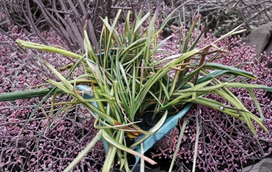 Dwarf Golden Variegated Screw Pine Live Tropical Foliage Plant Pandanus baptistii