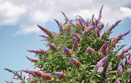 Bicolor Buddleia davidii Hybrid Starter Plant | Butterfly Bush Shrub for Sunny Gardens