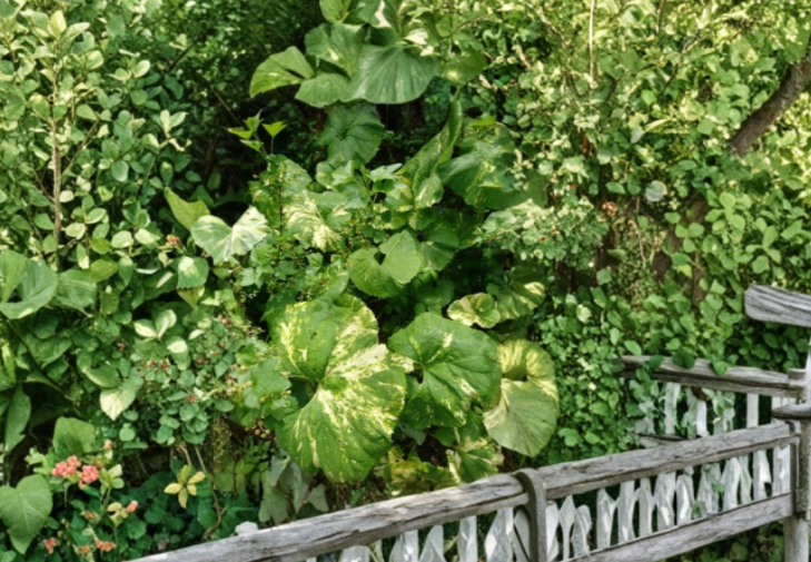 Variegated Japanese Fuki Petasites Japonicus Shade Perennial Foliage Plant