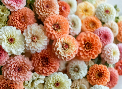 Peaches and Cream Zinnia Seeds Mix – Salmon & White Flowers, Zinnia elegans, 100 Seeds for Garden Beds & Containers