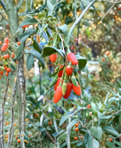 Goji Berry Cuttings 5 Pack | Lycium barbarum Unrooted Stems for Propagation | Wolfberry Plant Clippings